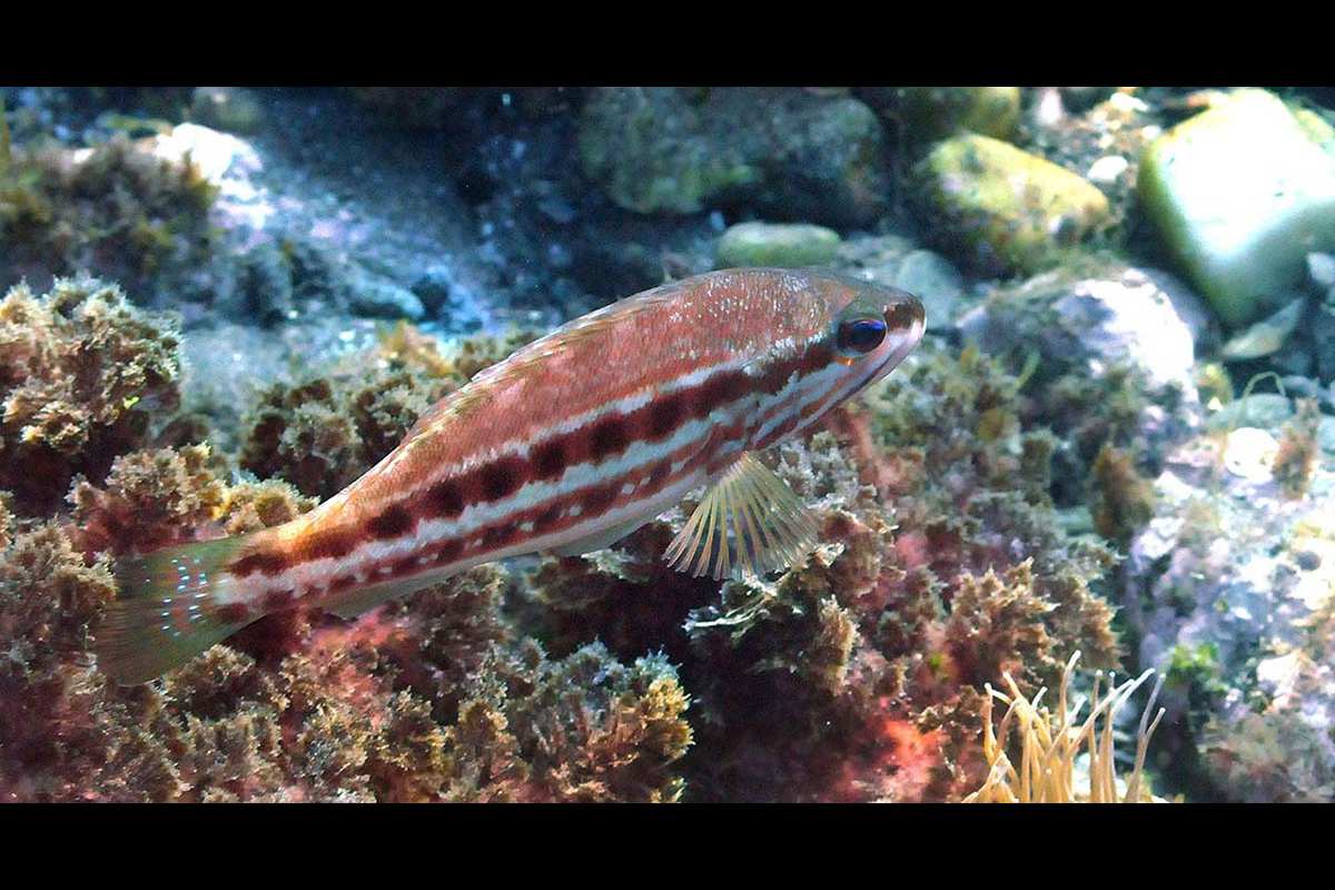 Symphodus meditarrenus, Vaqueta
