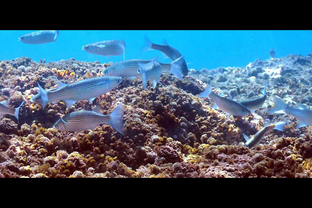 Chelon labrosus, Lisas