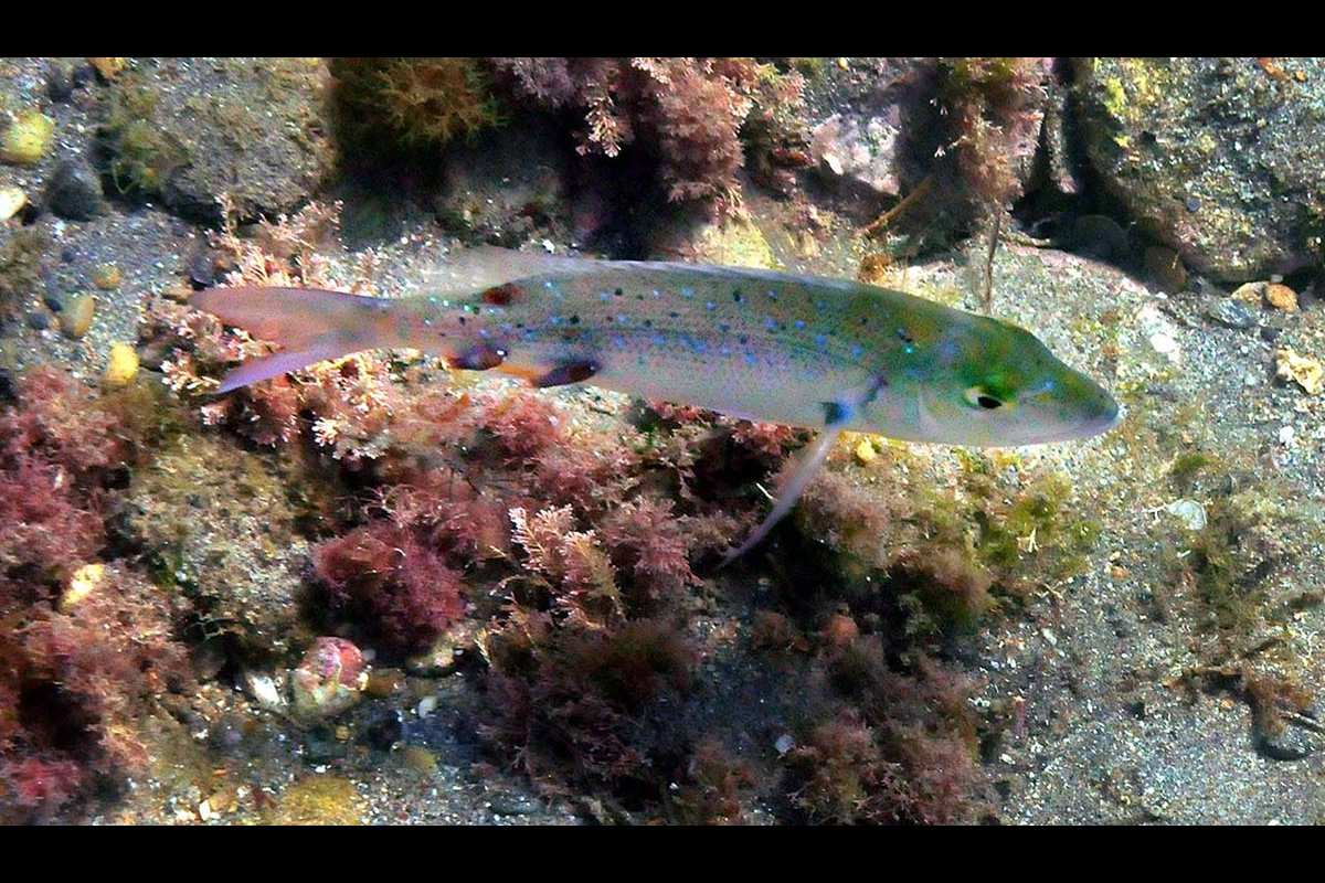 Pagellus bellottii