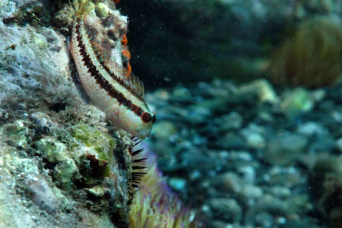 Parablennius rouxi