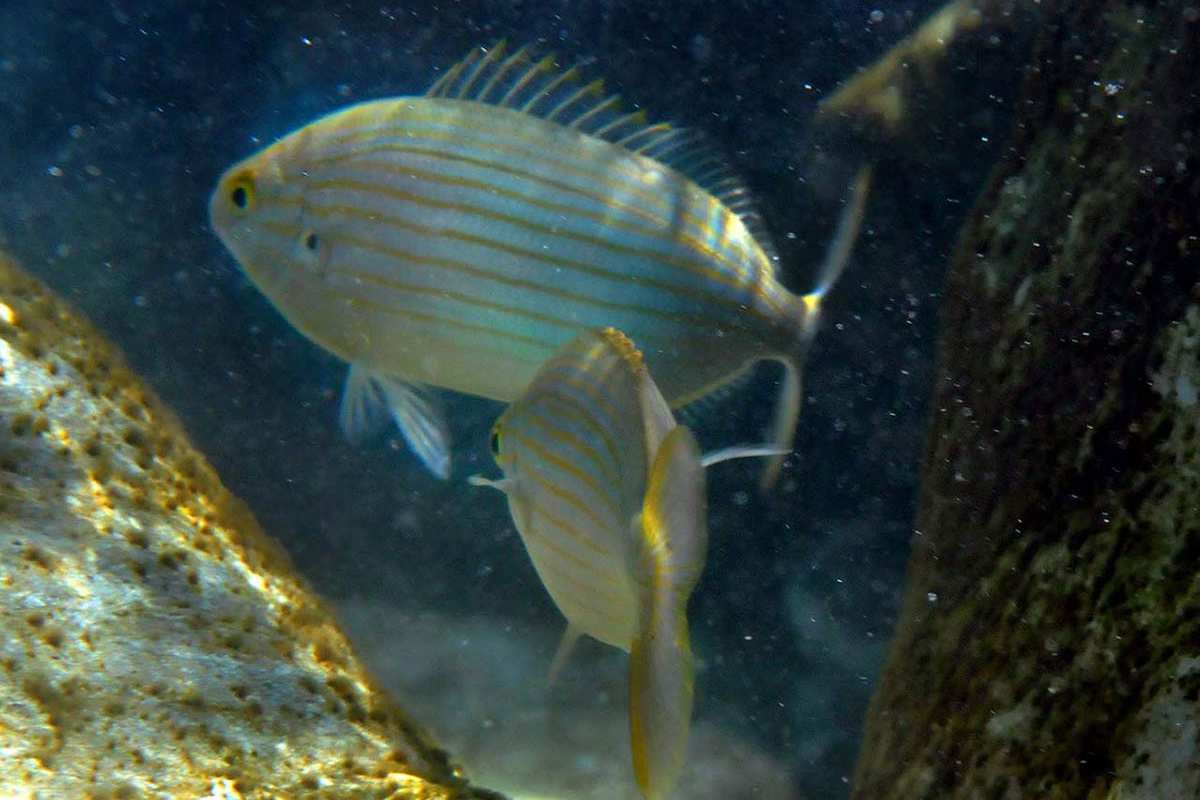 Sarpa salpa, Salpa