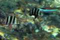 Diplodus cervinus, Sargo imperial