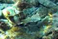 Serranus scriba, Escriba