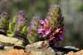 teucrium-rixanense-007