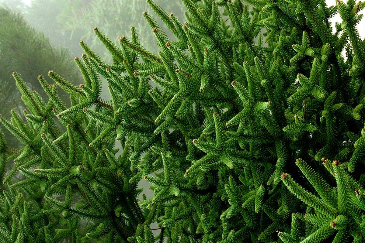 Abies pinsapo, abeto de Andalucía