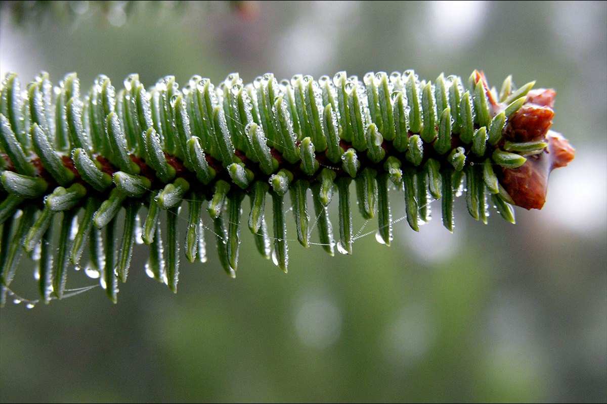 Abies pinsapo, abeto de Andalucía