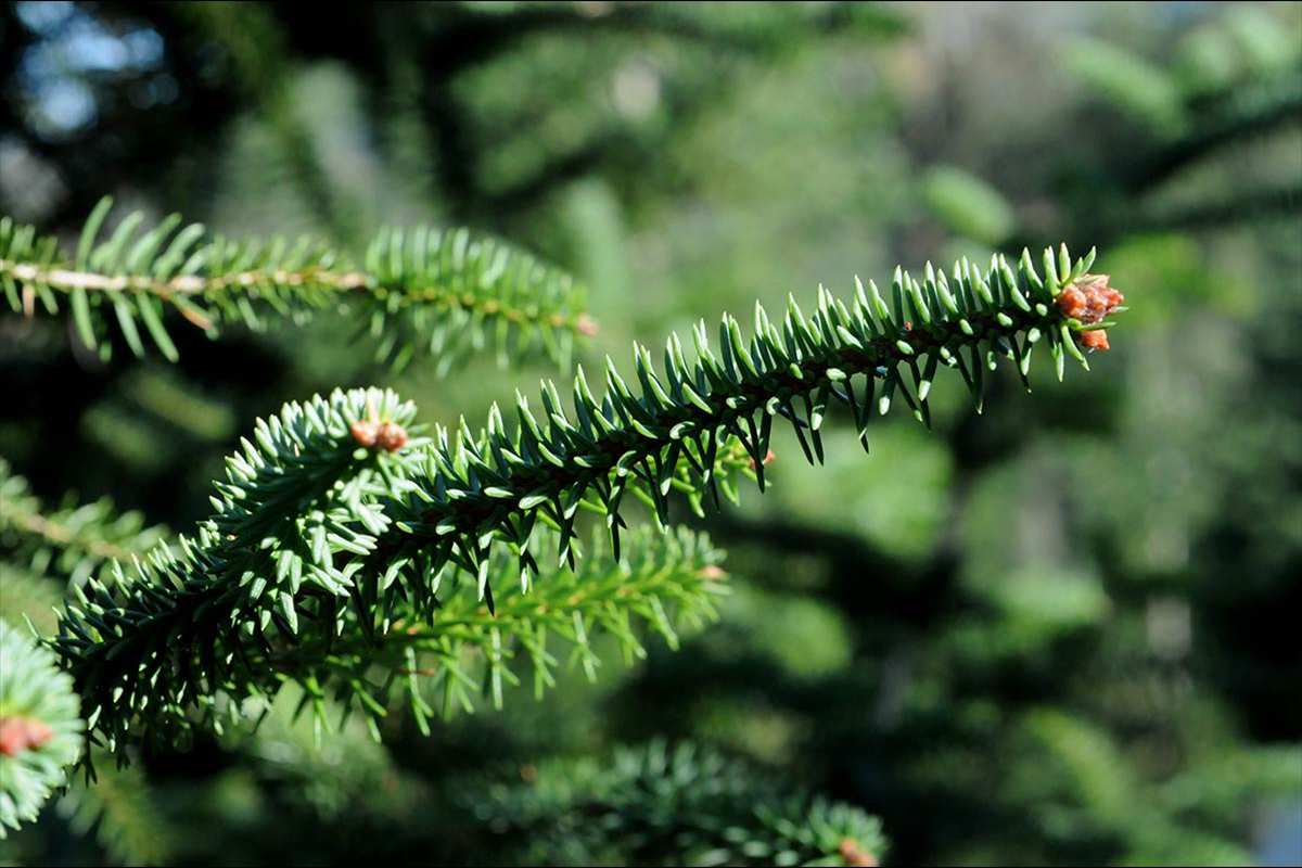 Abies pinsapo, abeto de Andalucía