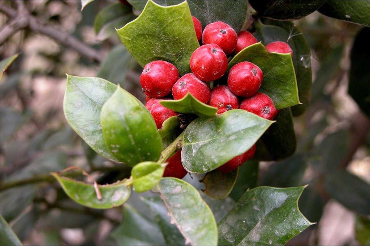 Iilex aquifolia, acebo