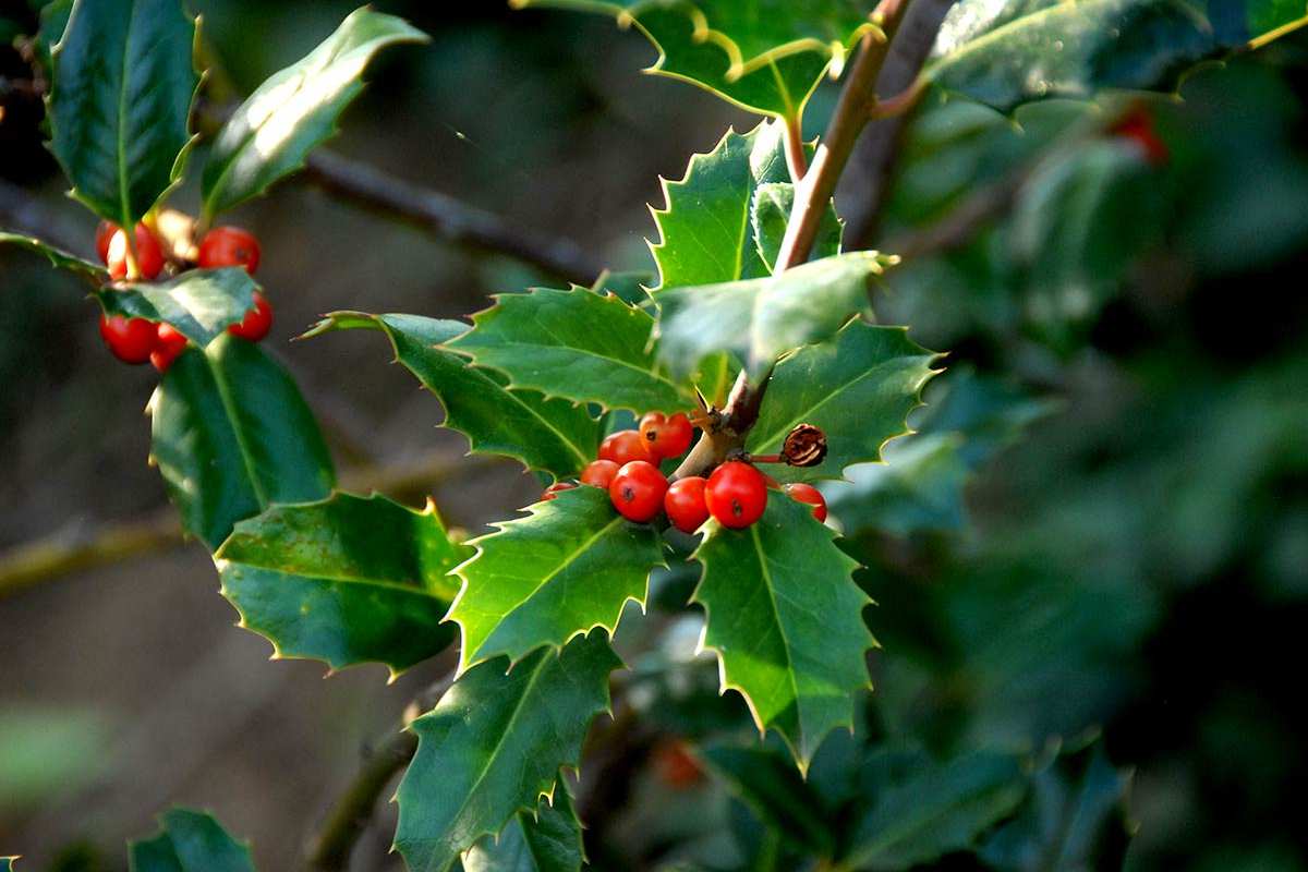 Iilex aquifolia, acebo