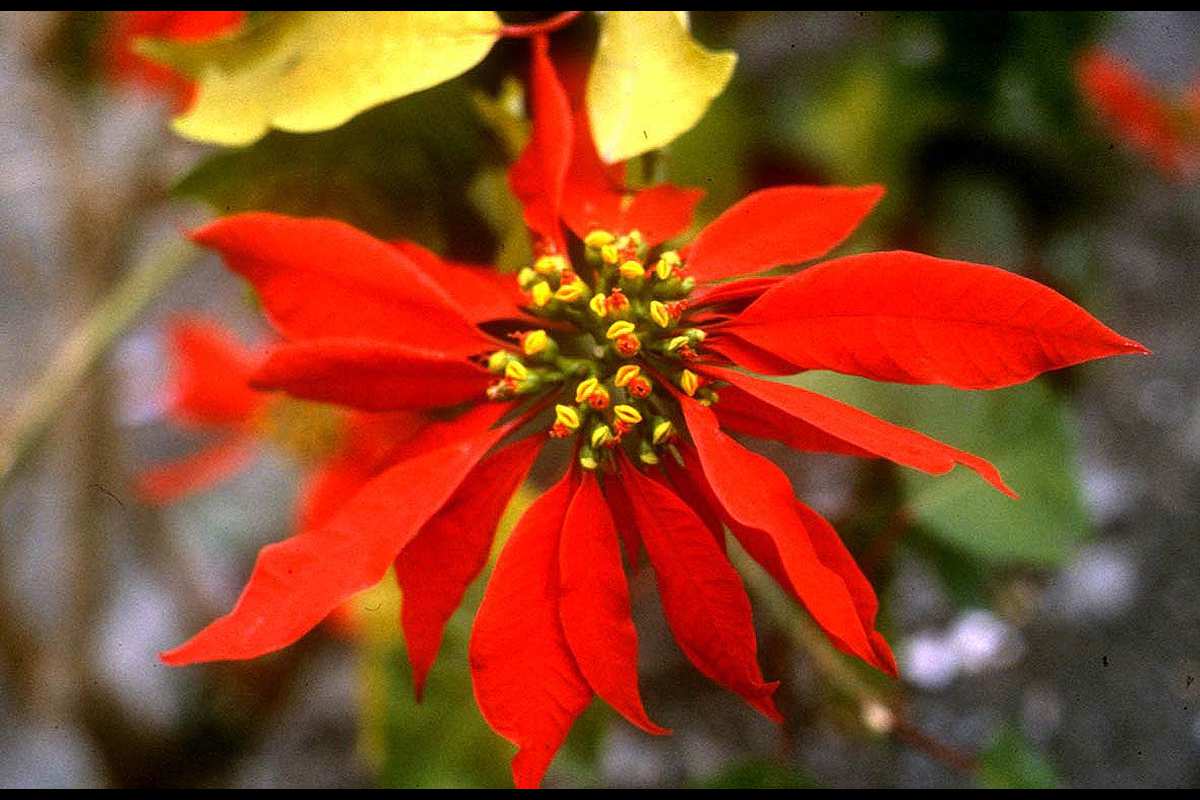 Flor de Pascua, Euphorbia pulcherrima
