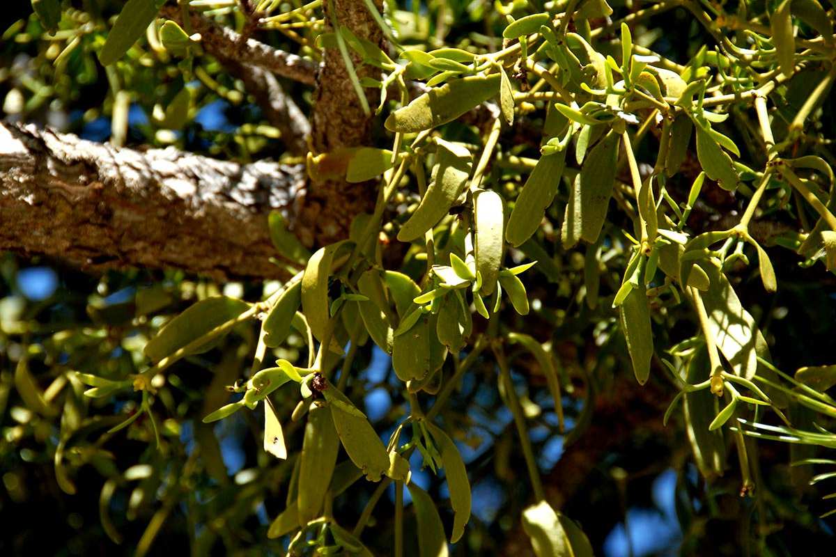 Viscum album, muérdago
