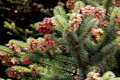 Abies alba