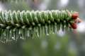 Abies pinsapo, abeto de Andalucía