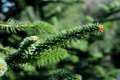 Abies pinsapo, abeto de Andalucía
