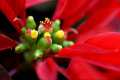 Euphorbia pulcherrima
