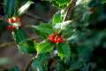 Iilex aquifolia, acebo