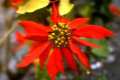 Flor de Pascua, Euphorbia pulcherrima