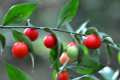 Ruscus aculeatus, rusco