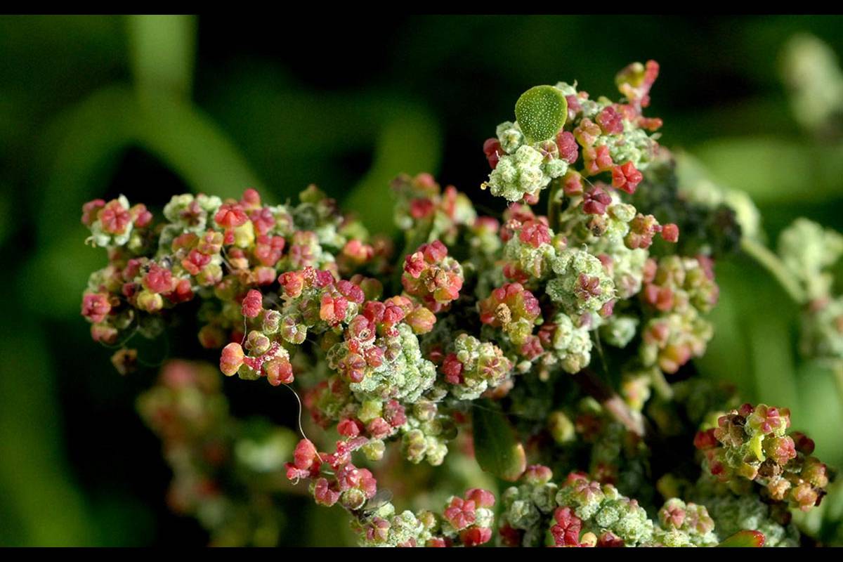 Cenizo. Chenopodium murale se utiliza en Alhama para aromatizar los braseros y chimeneas.