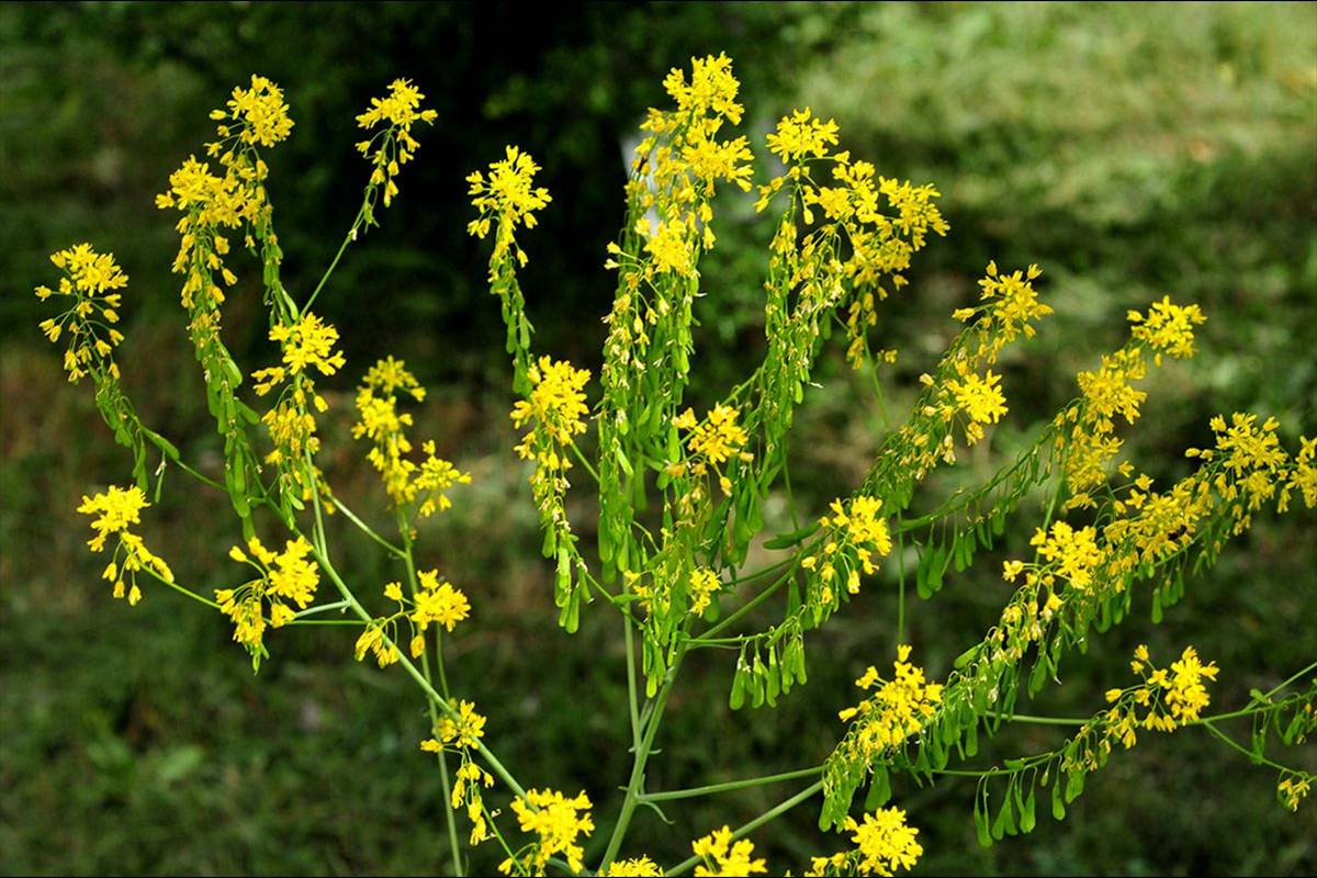 isatistinctoria5