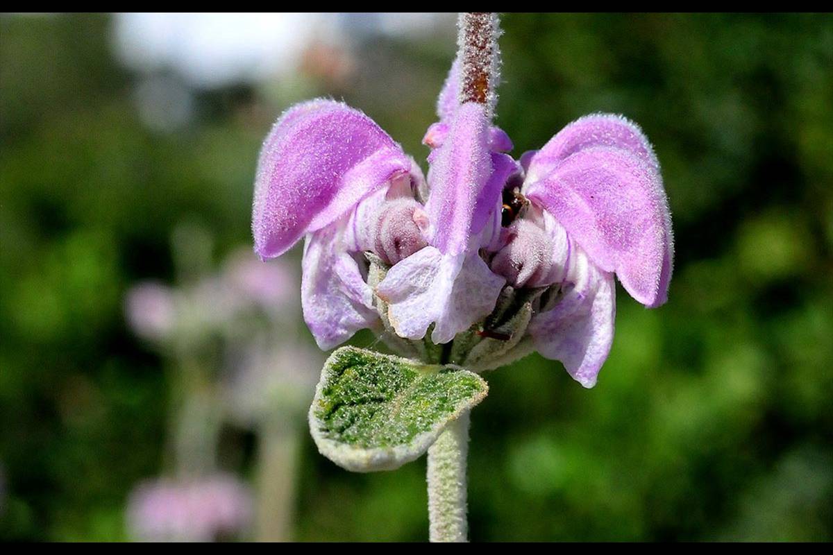 Matagallos. Phlomis purpurea, se utiliza en Almería y Granada como mechero de yesca, y se masca como golosina.