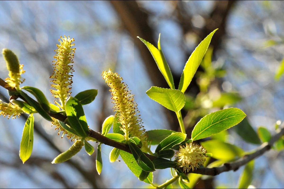 Mimbre. Salix fragilis, se usan sus ramas finas para fabricar cestos y muebles.