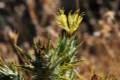 Carthamus lanatus. Cardo borriquero. Es la planta de la corona de espinas de Cristo. En Granada se usa para untar las manos y evitar los callos.