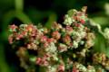 Cenizo. Chenopodium murale se utiliza en Alhama para aromatizar los braseros y chimeneas.