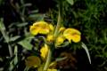Candilera. Phlomis lychnitis, se usa parae encender fuegos y candiles, y aromatizar estancias.