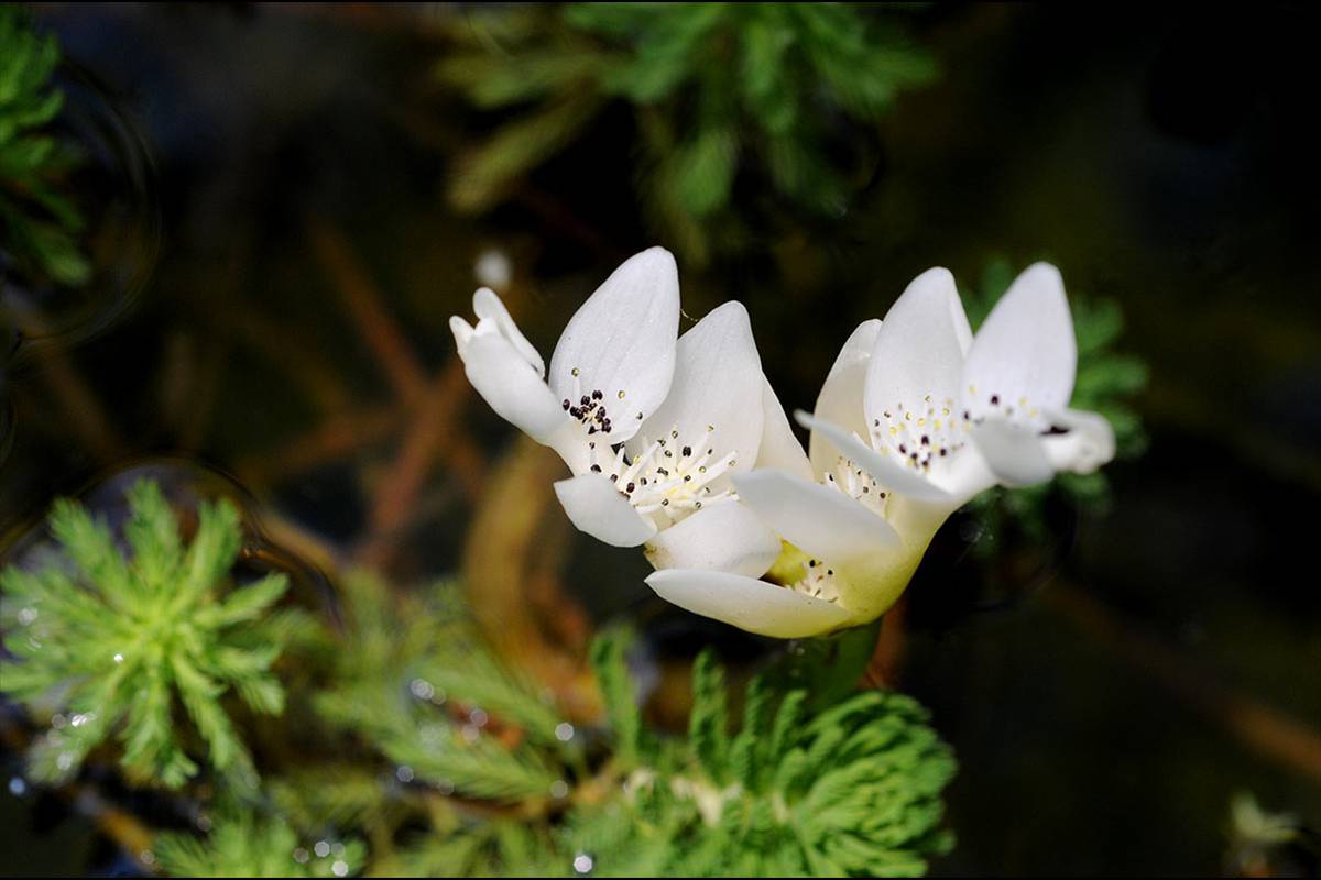 aponogetondistachyos13