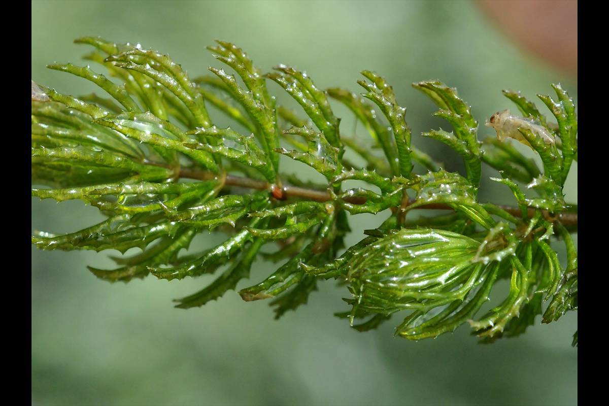 ceratophyllumdemersum78