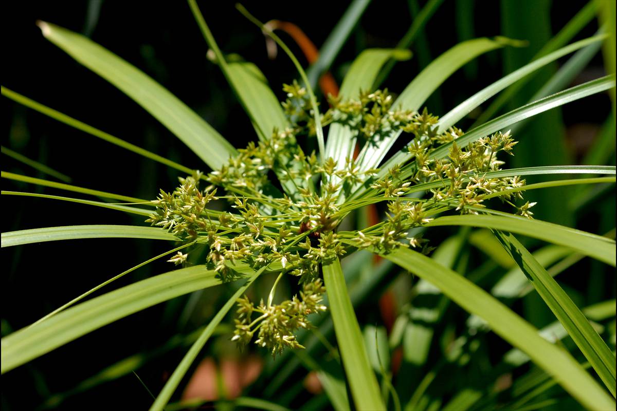 cyperusalternifolius11