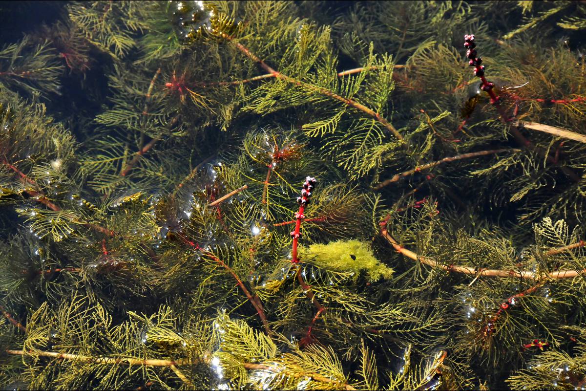 myriophyllumspicatum9