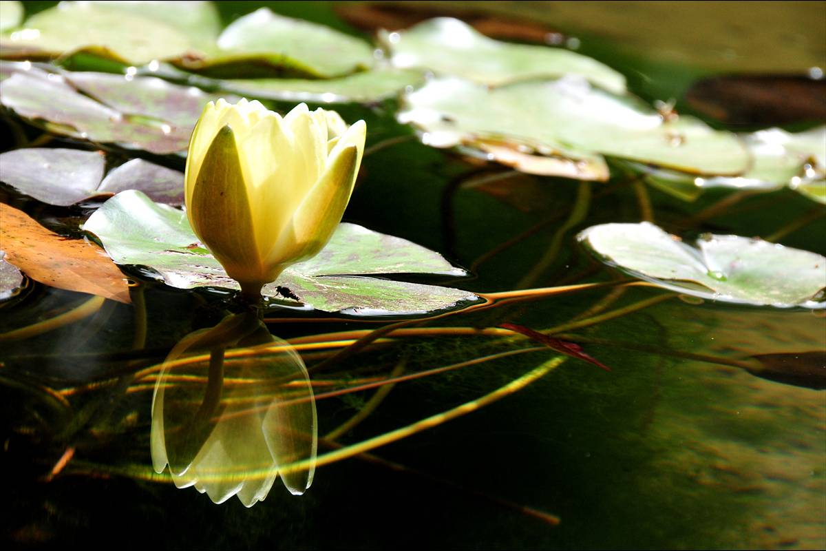 nenufar65