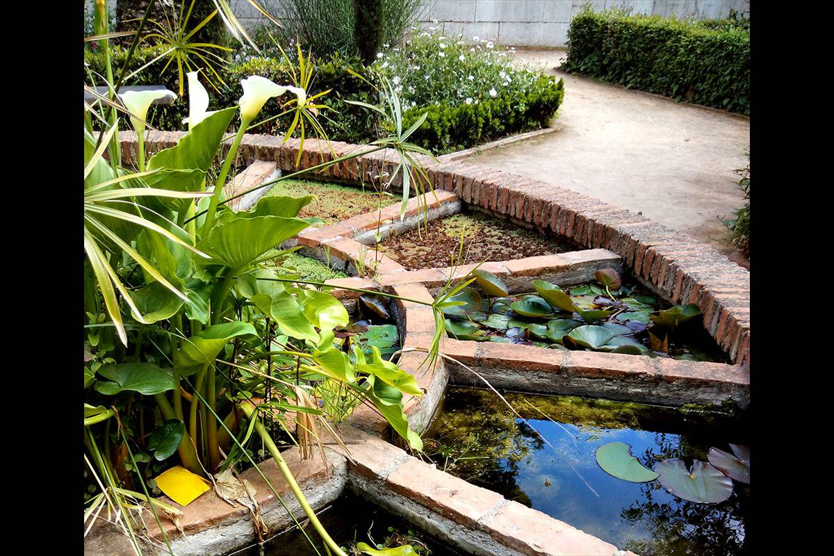 parterre-acuatico-jardinbotanico