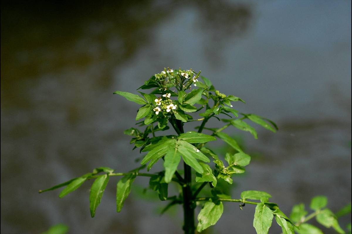 Rorippanasturtium aquaticum