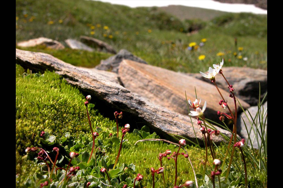 saxifragastellaris38