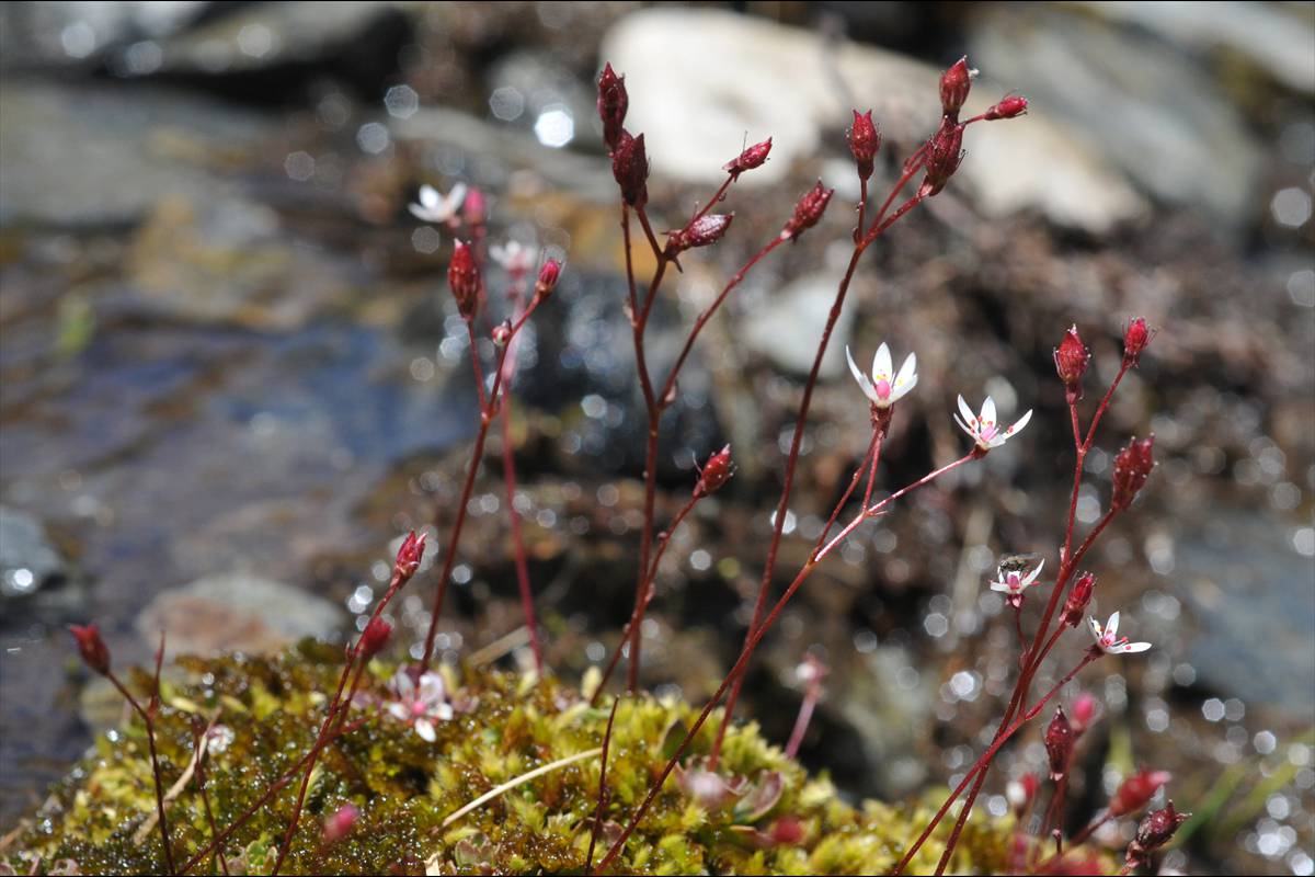 saxifragastellaris73