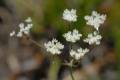 carumverticillatum20