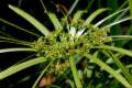 cyperusalternifolius11