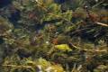 myriophyllumspicatum9