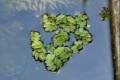 salvinia