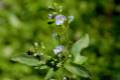 veronicaanagallis-aquatica1