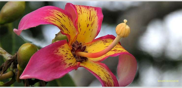 chorisiaspeciosa17