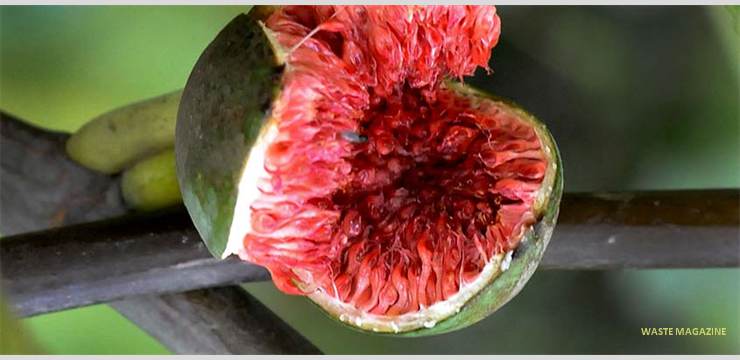 ficuscarica86