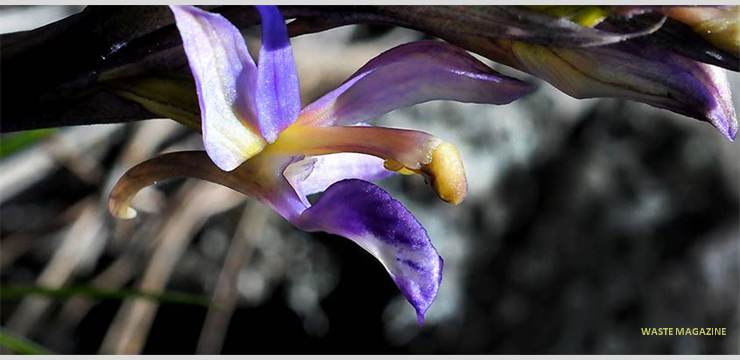 limodorumabortivum47