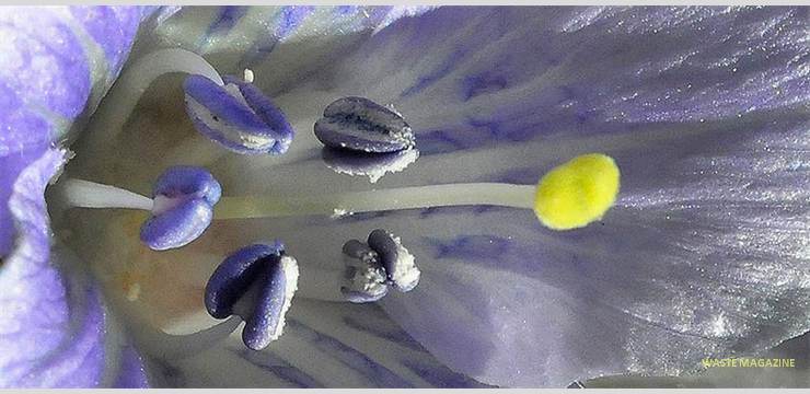 mandragoraautumnalis2