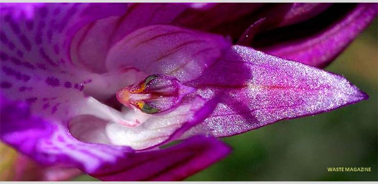 orchispapilionacea53