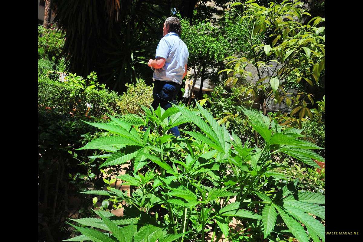 cannabis-peligrosas2