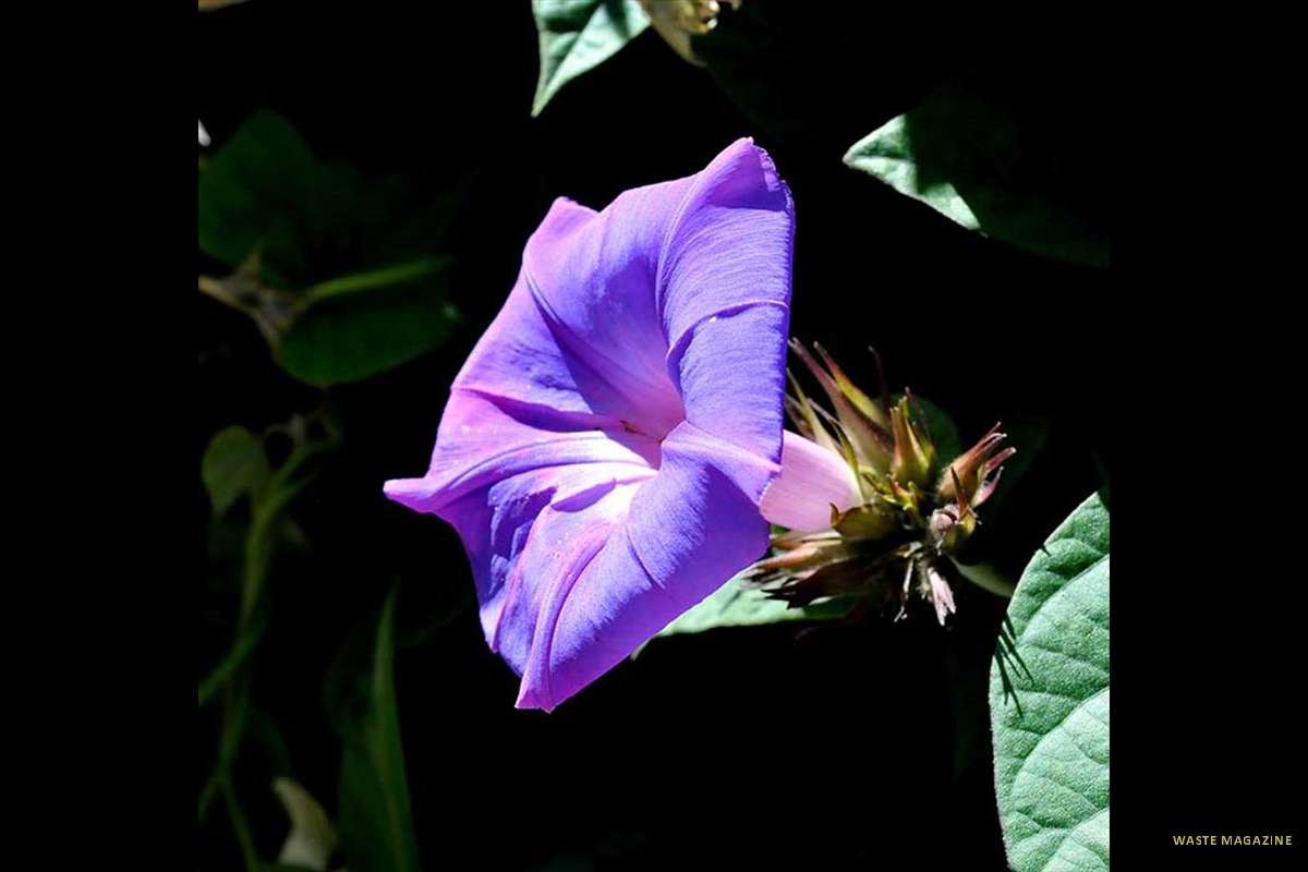 ipomoea3